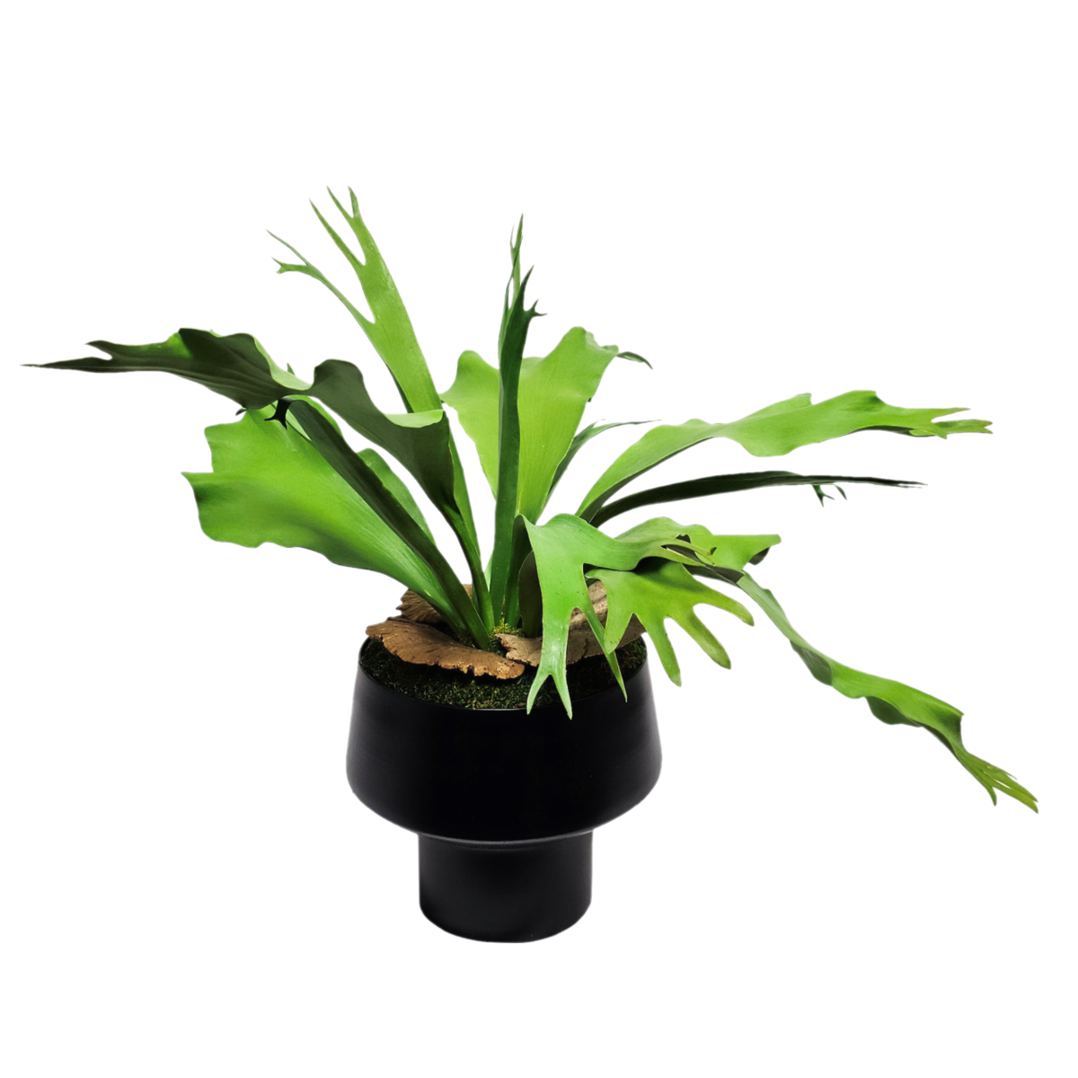 Staghorn Fern In Round Metal Container Fh 21