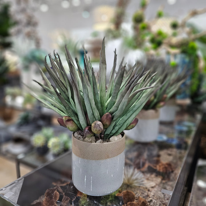 Foam Green Agave with Buds in Gray Ceramic  16"H