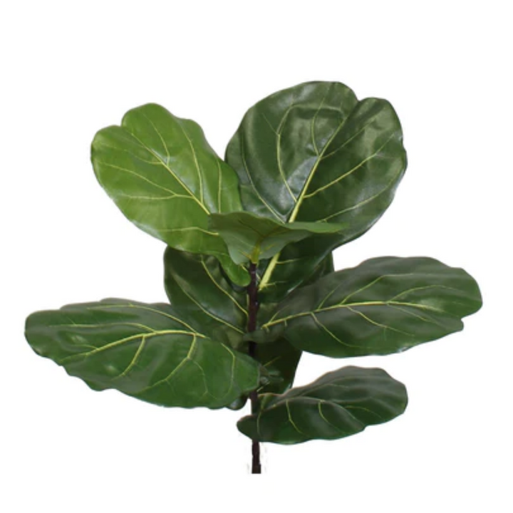 Fiddle Leaf Tree on Single Trunk Y Style in Growers Pot (shown 10'H - other sizes available)