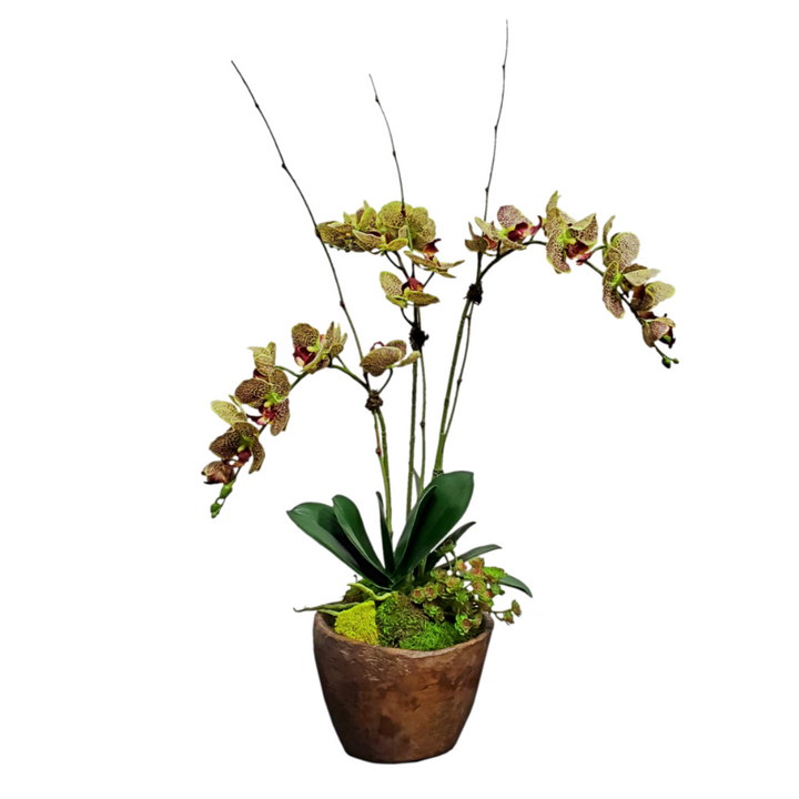 Orchids with Leaves and Sedum in Bowl 33"H