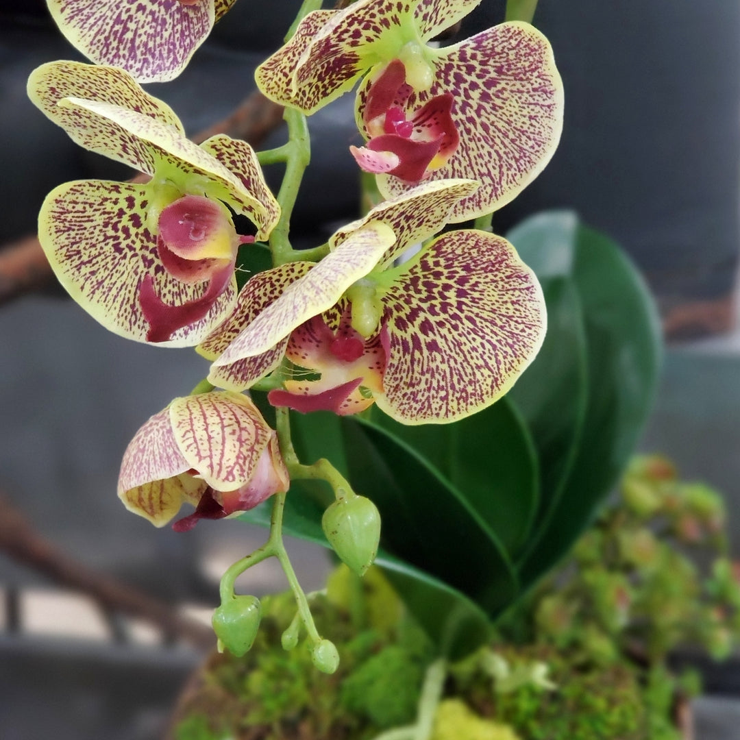 Orchids with Leaves and Sedum in Bowl 33"H