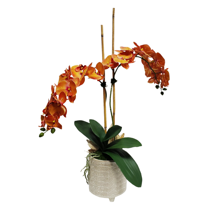 Phalaenopsis Orchids with Leaves and Sora Pods in Container 33"H