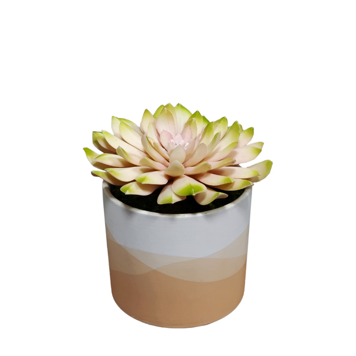 Succulent in Ceramic 6"H