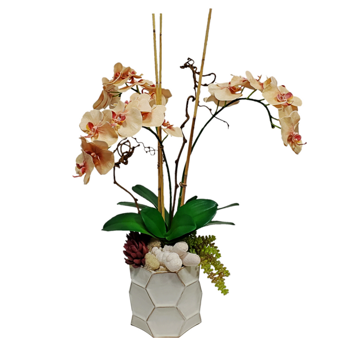 Phalaenopsis Orchids with Leaves, Succulents and Cave Coral in Container 32"H