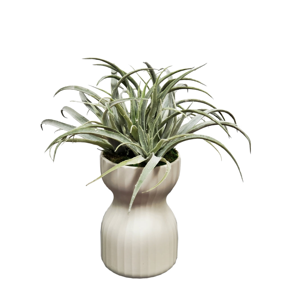 Tillandsia in Ceramic 17"H