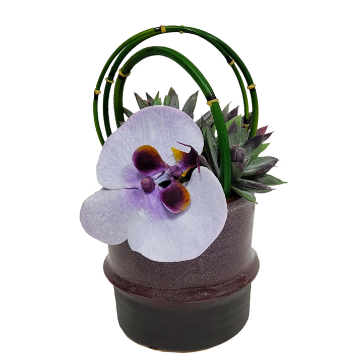 Phalaenopsis Orchids, Succulents and Looped Water Bamboo in Ceramic FD: 8"H