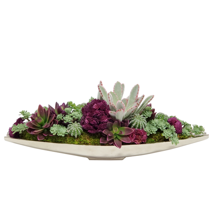 Succulent, Sedum, Succulents, Cactus in Container FH: 7"