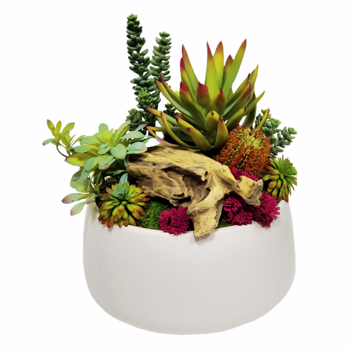 Mixed Succulents, Wood Fragment & Banksia in Ceramic 14"H