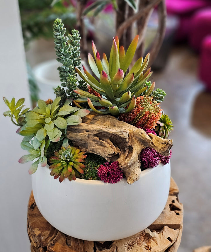 Mixed Succulents, Wood Fragment & Banksia in Ceramic 14"H