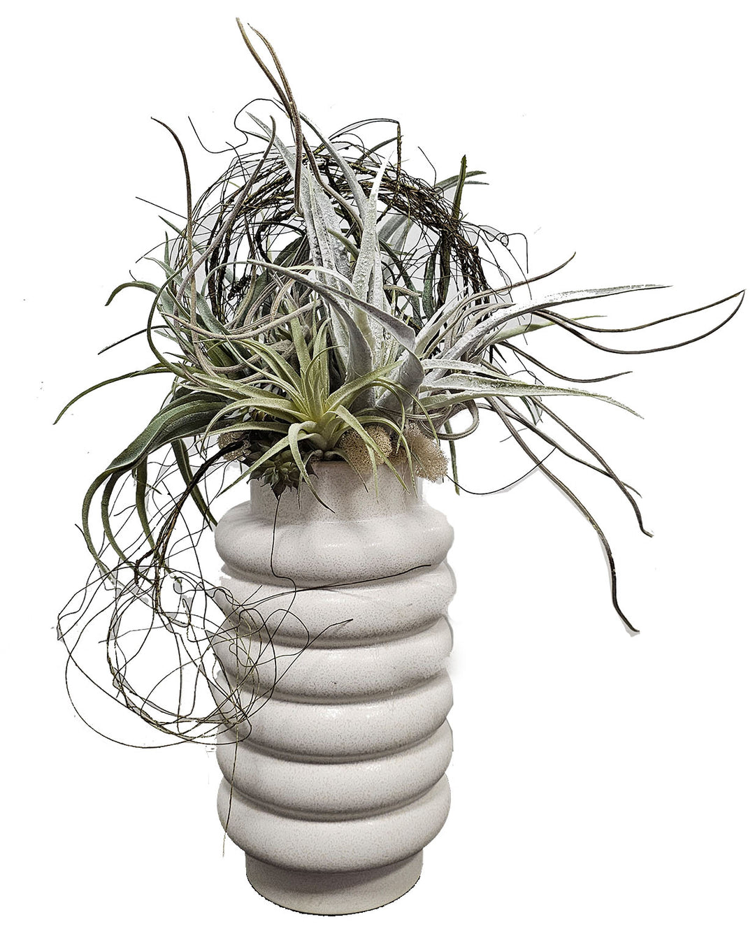 Mixed Tillandsia with Vine in Ceramic 21"H