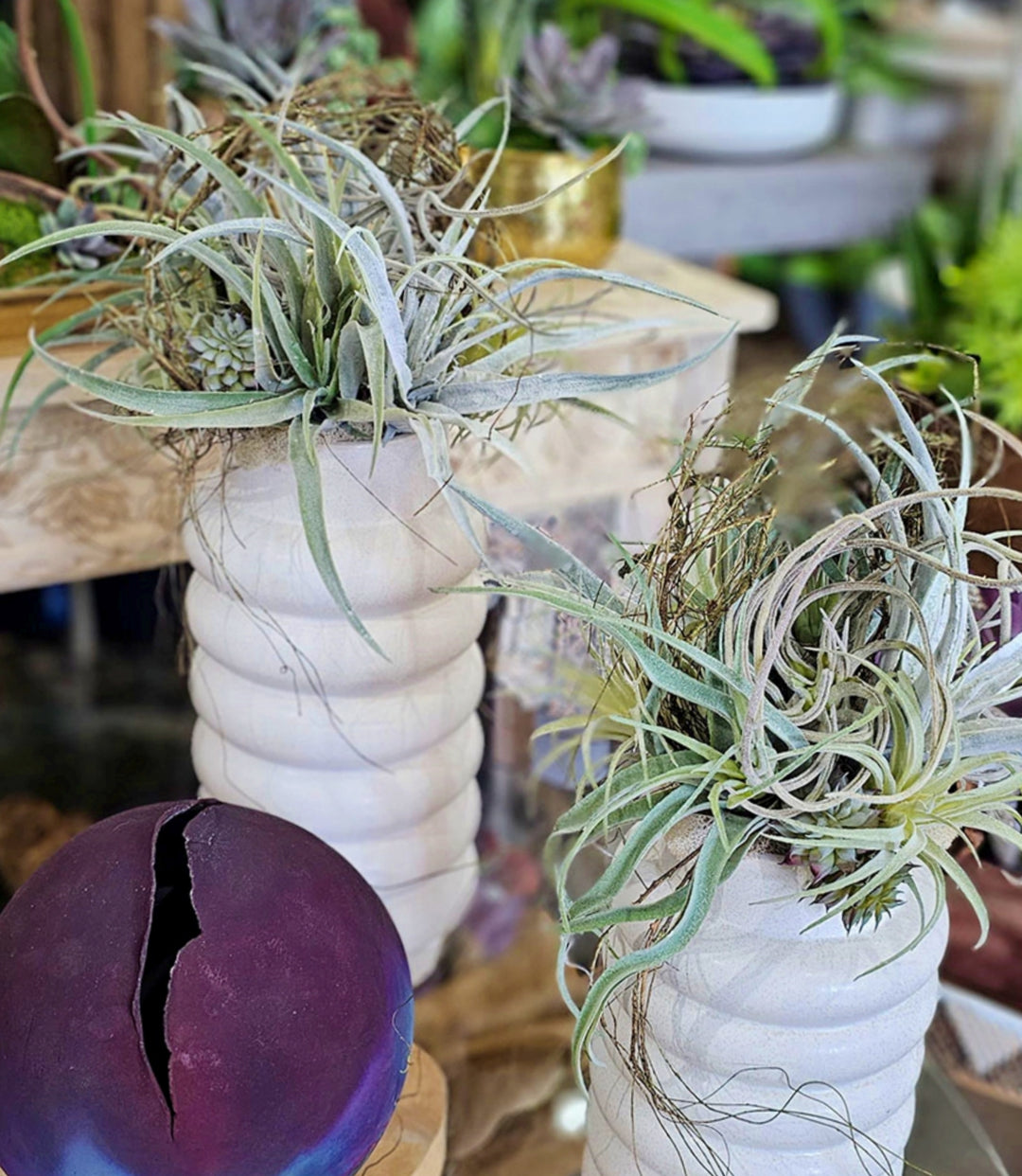 Mixed Tillandsia with Vine in Ceramic 21"H