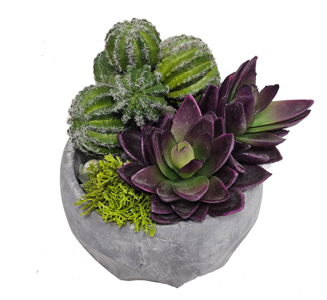 Succulents and Barrel Cactus in Container 6.75" H