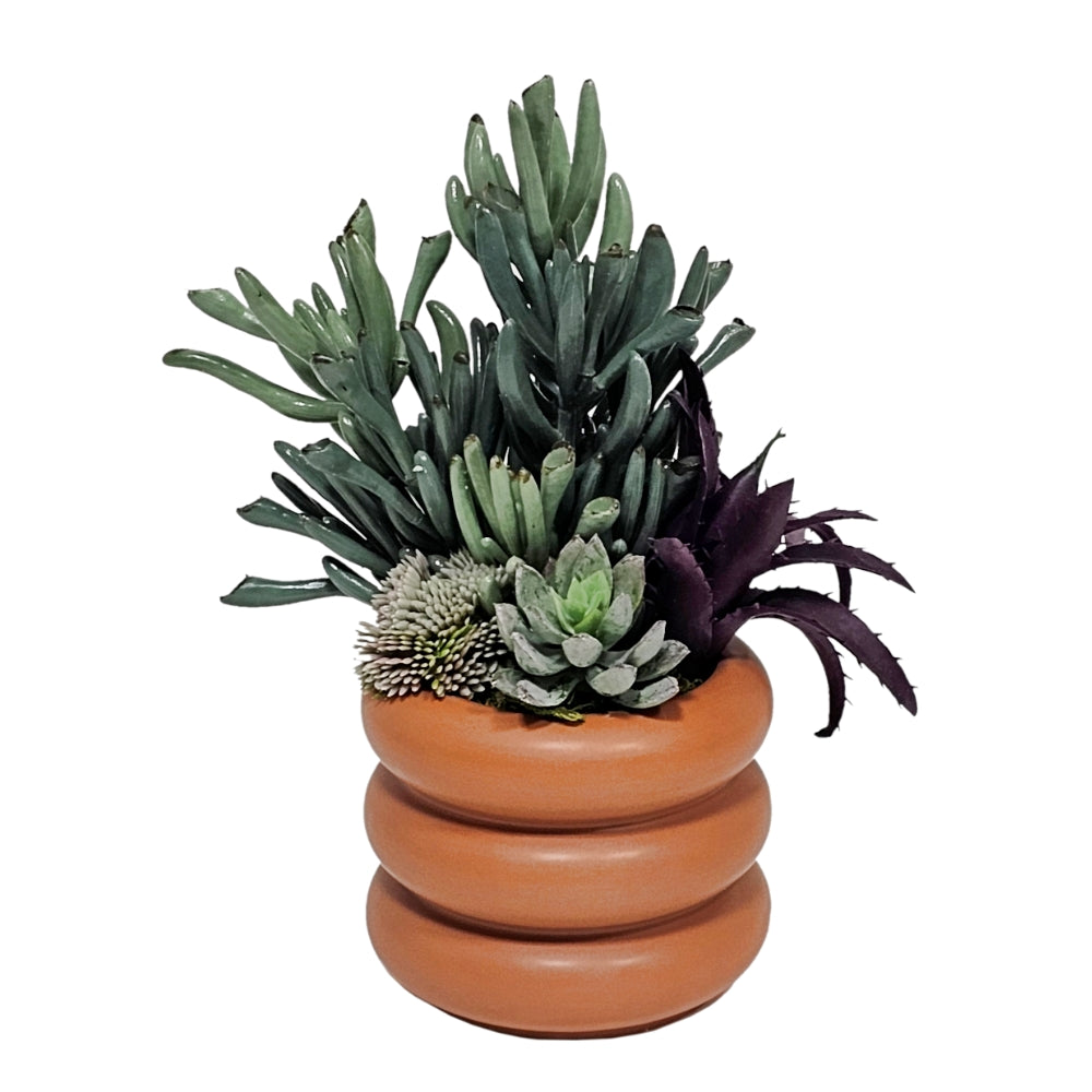 Succulents in Container  FH: 9"H