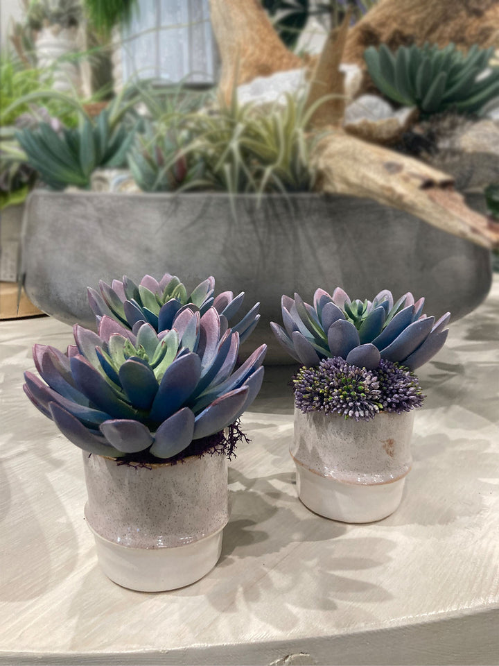 Succulents in Ceramic FH: 6"