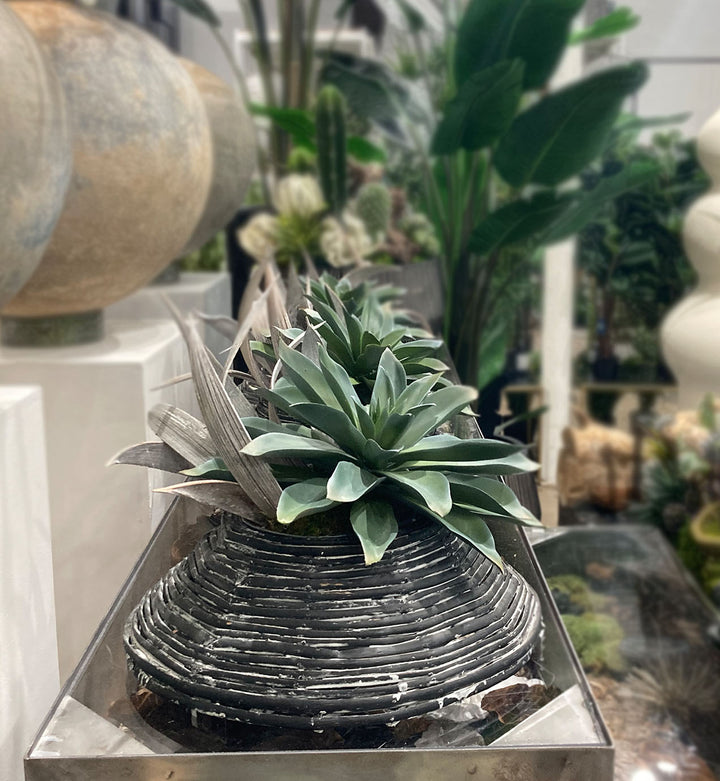 Succulents in Container FH: 12"H