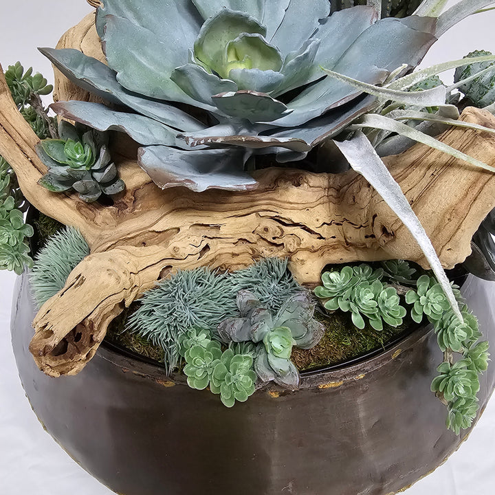 Succulents, Tillandsia, and Grapewood in Bowl FH: 15"H