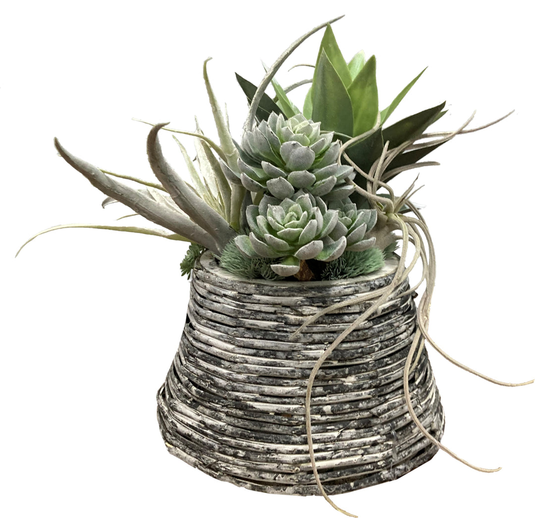 Succulents in Decorative Container FH: 13"H