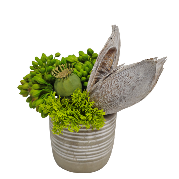 Succulents and Sora Pod in Pot FH: 7"