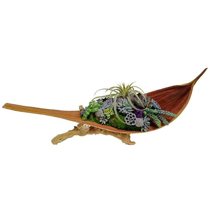 Tillandsia, Succulents, and Lotus Pods in Palm Paddle on Grapewood Base FH: 20"H