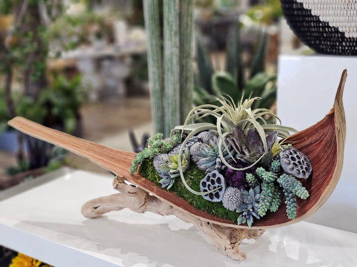 Tillandsia, Succulents, and Lotus Pods in Palm Paddle on Grapewood Base FH: 20"H