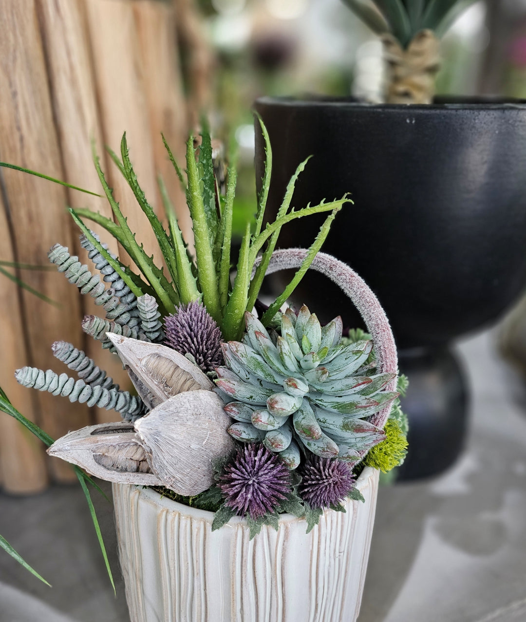 Aloe, Donkey Tail, Sora Pod and Succulents in Ceramic FH: 13.5"