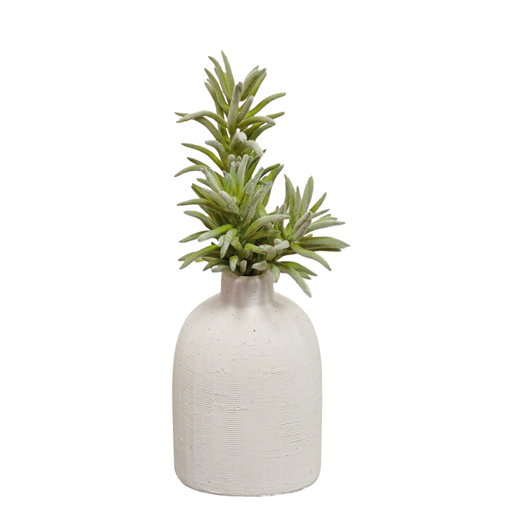 Soft Touch Senecio in Vase Tall FH: 9"