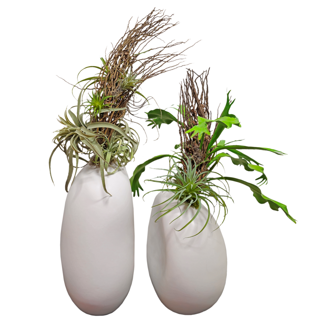 Coco Jhar and Tillandsia in Tall Ceramic FH: 47"