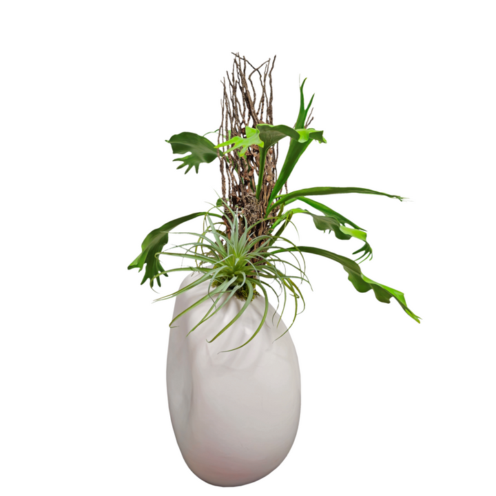 Coco Jhar, Tillandsia and Staghorn Fern in Medium Ceramic FH: 37"