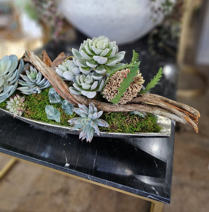 Succulents, Banksia and Twisted Vine in Container FH: 8"