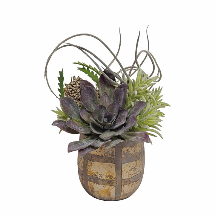 Succulent, Tillandsia, Banksia and Soft Touch Senecio in Container FH: 11"