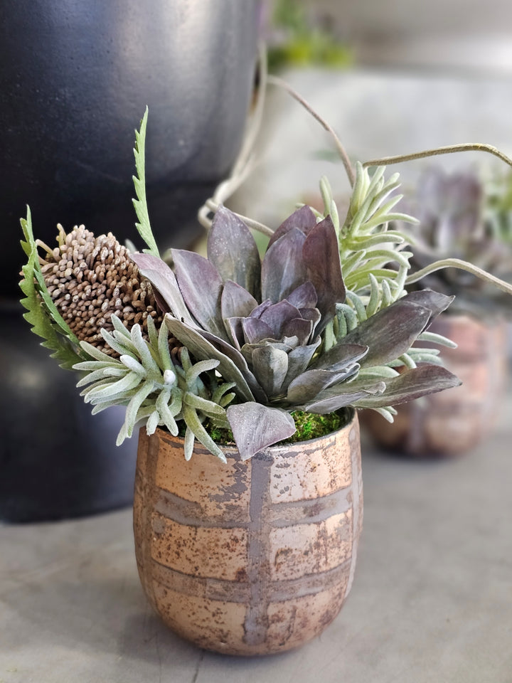 Succulent, Tillandsia, Banksia and Soft Touch Senecio in Container FH: 11"