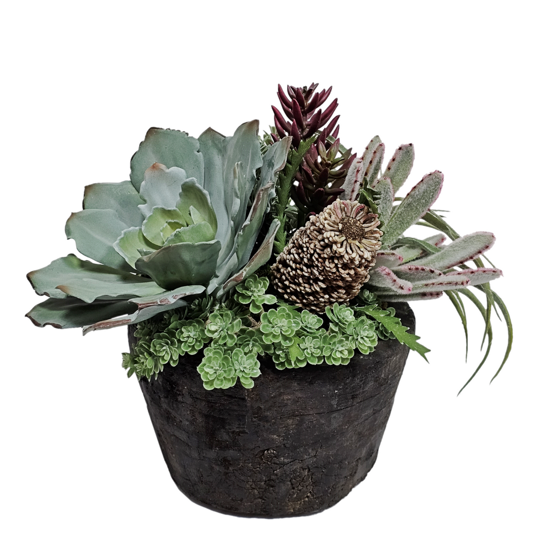 Succulents and Tillandsia with Banksia and Senecio in Bowl FH: 11"