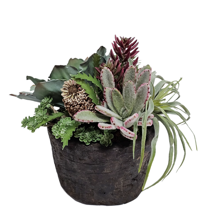 Succulents and Tillandsia with Banksia and Senecio in Bowl FH: 11"