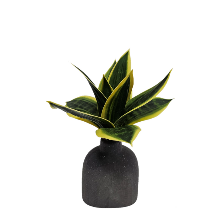 Mini Sansevieria in Ceramic  FH: 9"