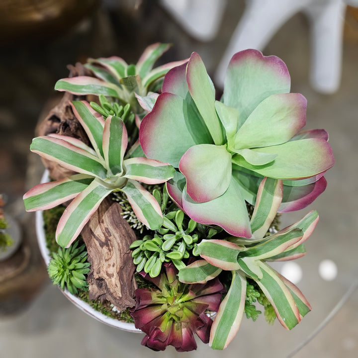 Kalanchoe and Mixed Succulents with Wood Fragment in Ceramic  FH: 16"