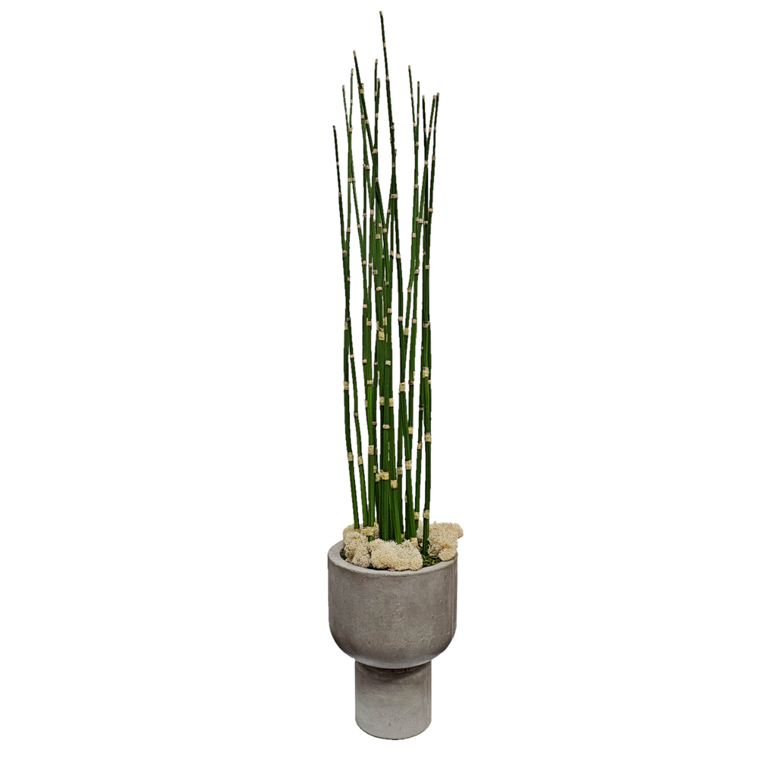 Water Bamboo with Reindeer Moss in Concrete Vase.   FH:  34"