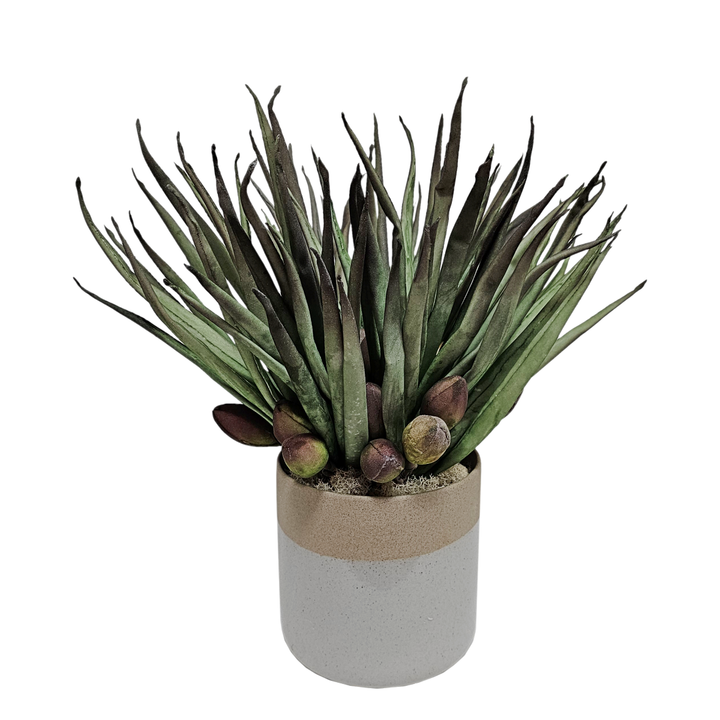 Foam Green Agave with Buds in Gray Ceramic  16"H