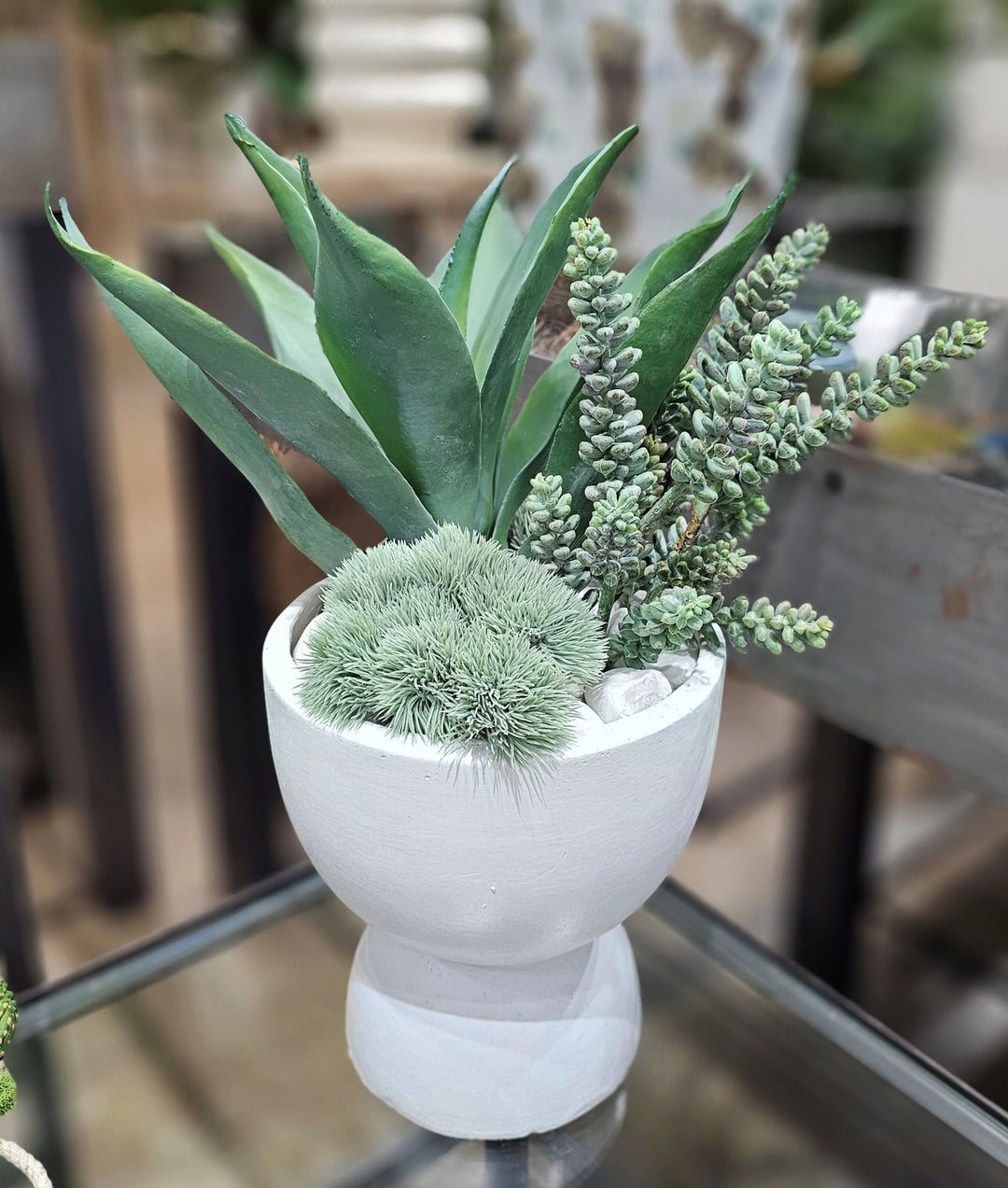 Agave with Donkey Tails in Terra Cotta Container.  FH: 20"H