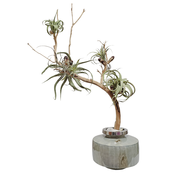 Tillandsia and Pods on Ghostwood in Round Metal Container   FH:  53"