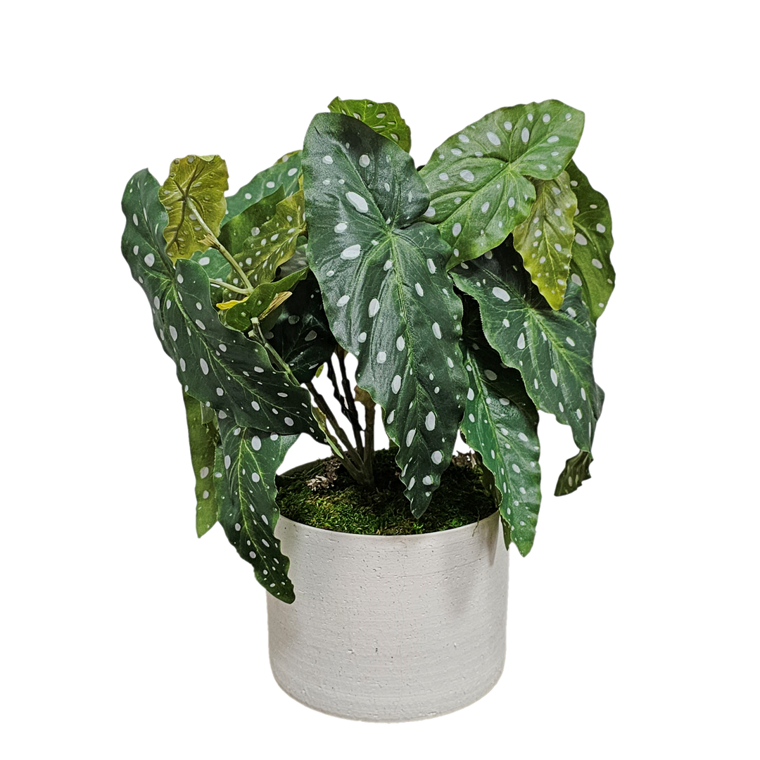 Trout Begonia in Round Ceramic  FH: 15"