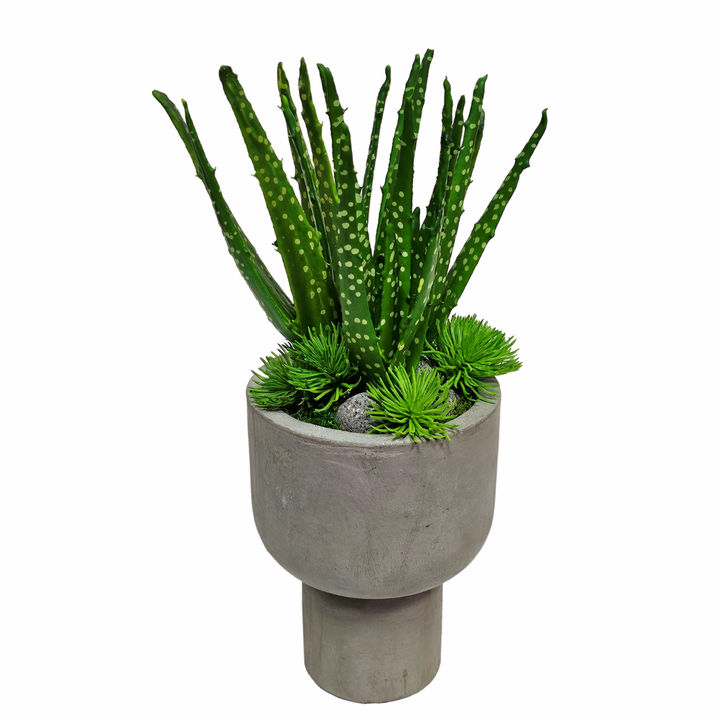 Spotted Aloe in Concrete Round Footed Vase.  FH: 17"H