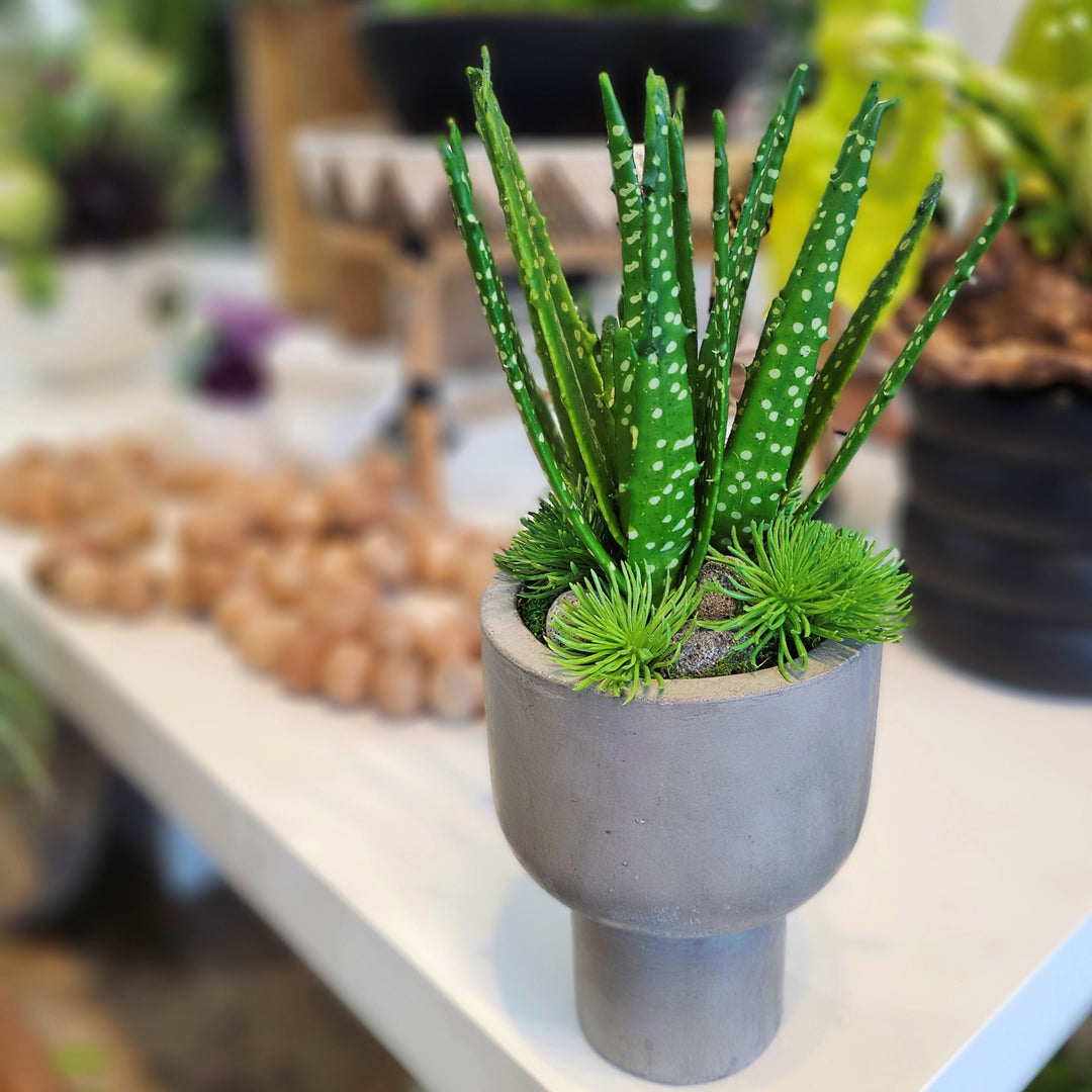 Spotted Aloe in Concrete Round Footed Vase.  FH: 17"H