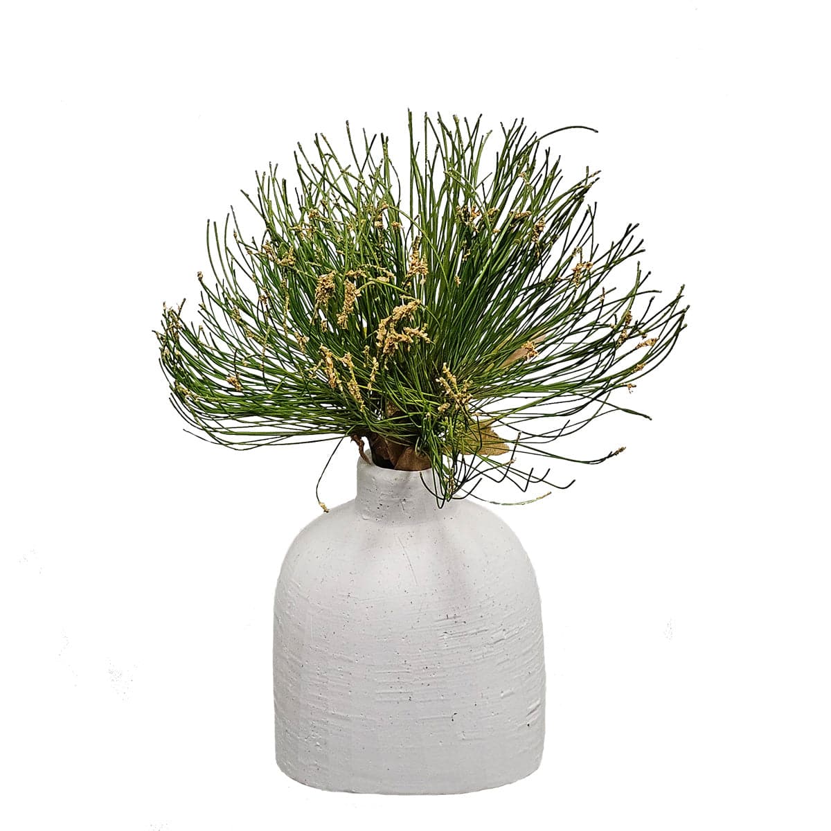 Papyrus Grass in Ceramic Vase. FH: 8