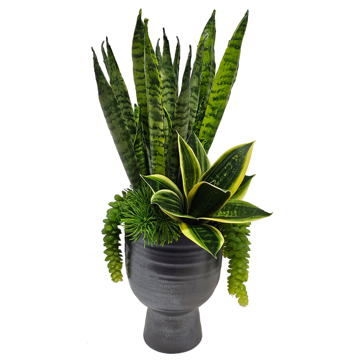 Sansevieria with Hanging Succulents in Gunmetal Ceramic  20"H