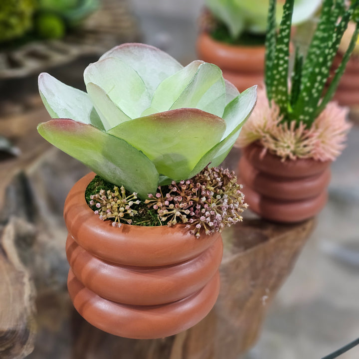 Kalanchoe with Sedum in Terra Cotta Ceramic 10"H