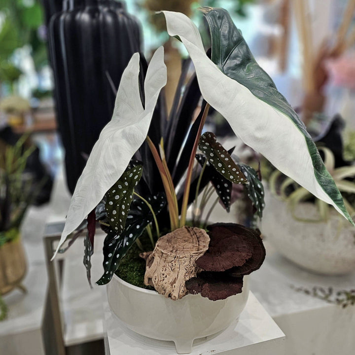 Alocasia Leaves with Trout Begonia, Wood and Mushrooms in Round Ceramic 24"H