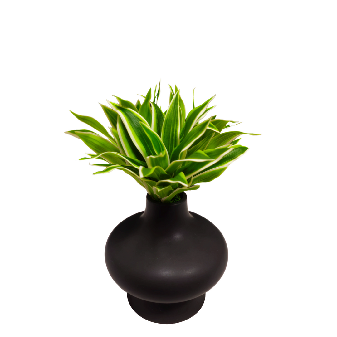 Succulents in Black Ceramic Vase. 10.5"H