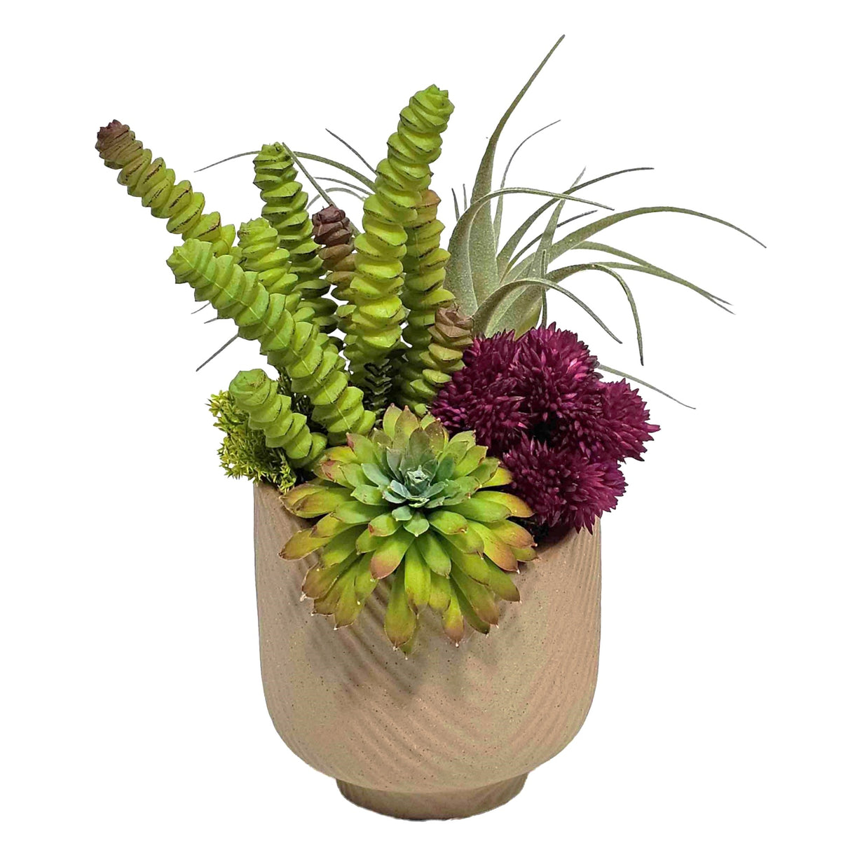 Finger Succulent with Tillandsia and Seed Cluster in Terra Cotta Ceram