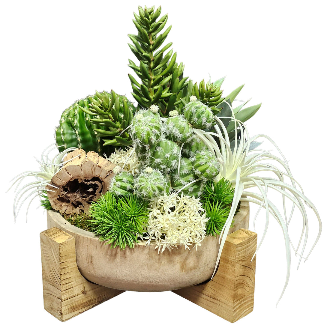 Mixed Cactus and Succulents with Tillandsia in Wood Bowl on Stand.  17"H