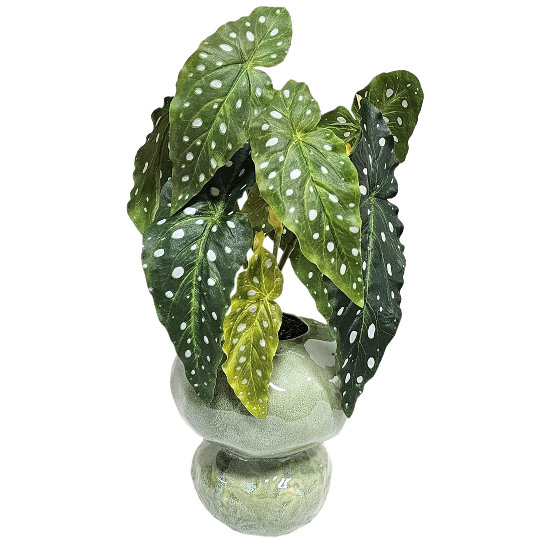 Trout Begonia in Ceramic Container. FH: 19"